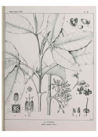 Reproducción/Reproduction 46016239845: The forest flora of New South Wales /. Sydney :W. A. Gullick,1902-1925.. 