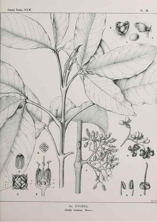 Reproducción/Reproduction 46016239845: The forest flora of New South Wales /. Sydney :W. A. Gullick,1902-1925.. 