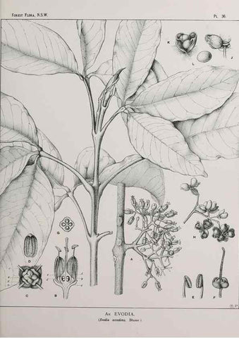 Reproducción/Reproduction 46016239845: The forest flora of New South Wales /. Sydney :W. A. Gullick,1902-1925.. 