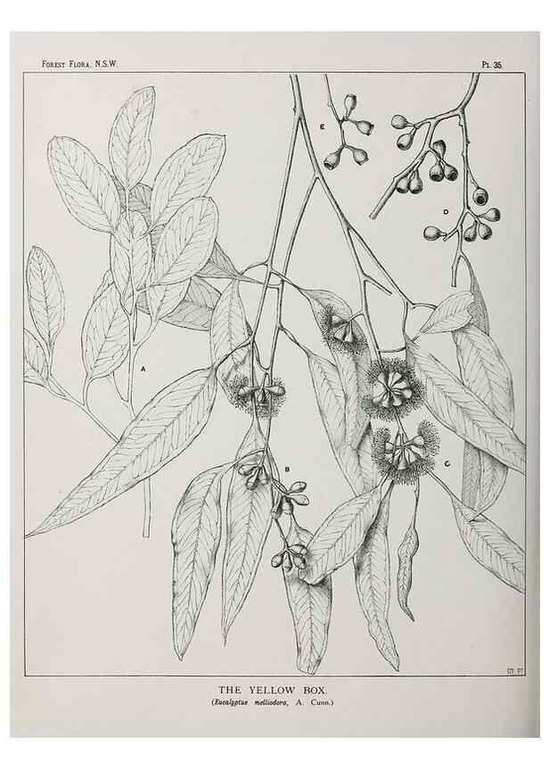 Reproducción/Reproduction 46930301821: The forest flora of New South Wales /. Sydney :W. A. Gullick,1902-1925.. 