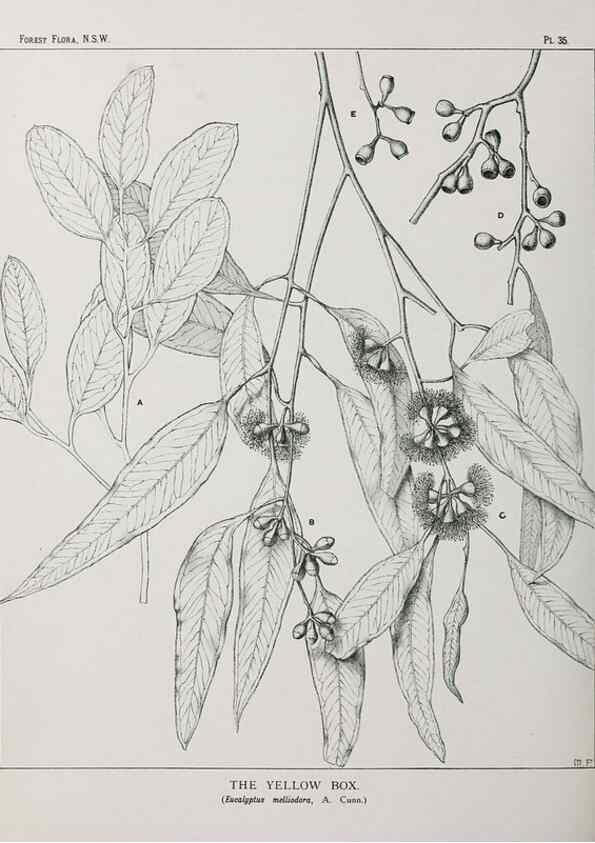 Reproducción/Reproduction 46930301821: The forest flora of New South Wales /. Sydney :W. A. Gullick,1902-1925.. 