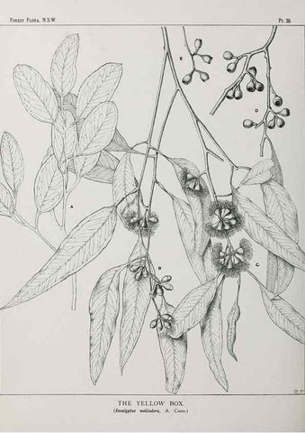 Reproducción/Reproduction 46930301821: The forest flora of New South Wales /. Sydney :W. A. Gullick,1902-1925.. 