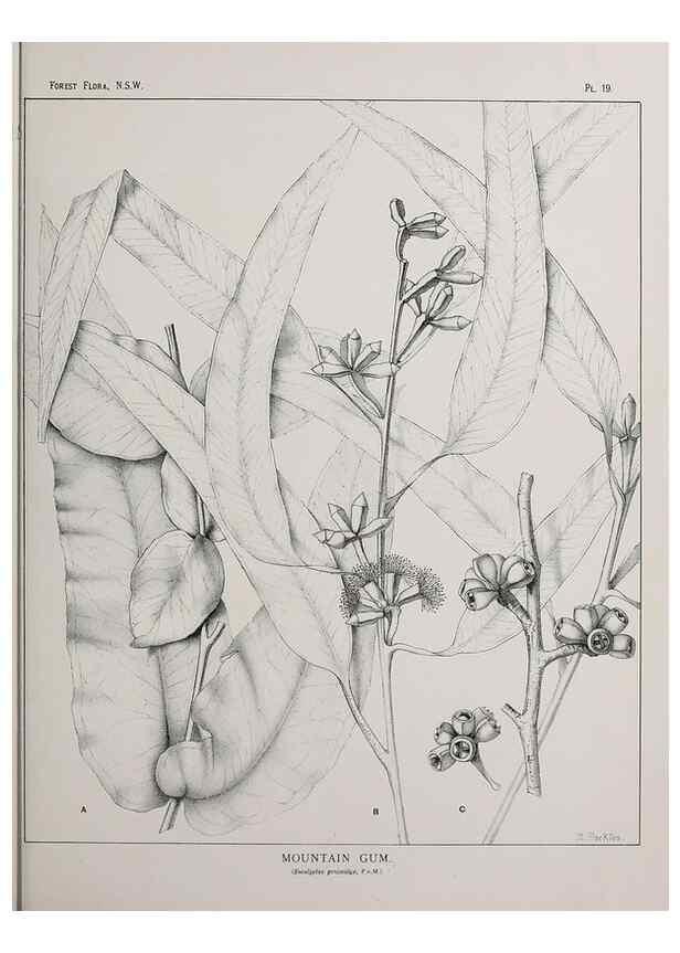 Reproducción/Reproduction 46016225965: The forest flora of New South Wales /. Sydney :W. A. Gullick,1902-1925.. 