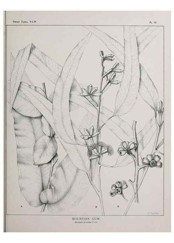 Reproducción/Reproduction 46016225965: The forest flora of New South Wales /. Sydney :W. A. Gullick,1902-1925.. 