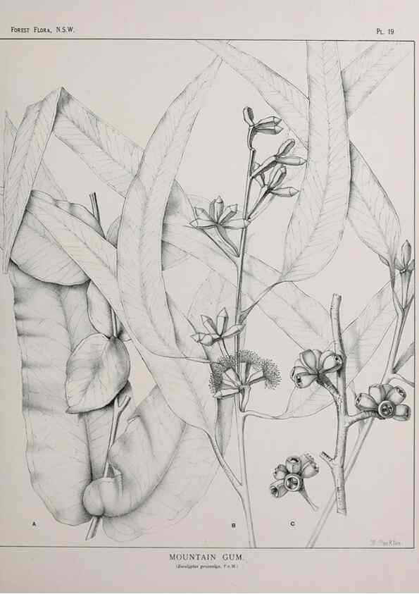 Reproducción/Reproduction 46016225965: The forest flora of New South Wales /. Sydney :W. A. Gullick,1902-1925.. 