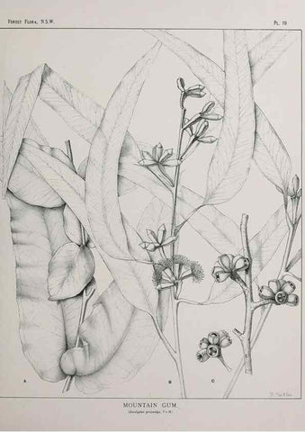 Reproducción/Reproduction 46016225965: The forest flora of New South Wales /. Sydney :W. A. Gullick,1902-1925.. 