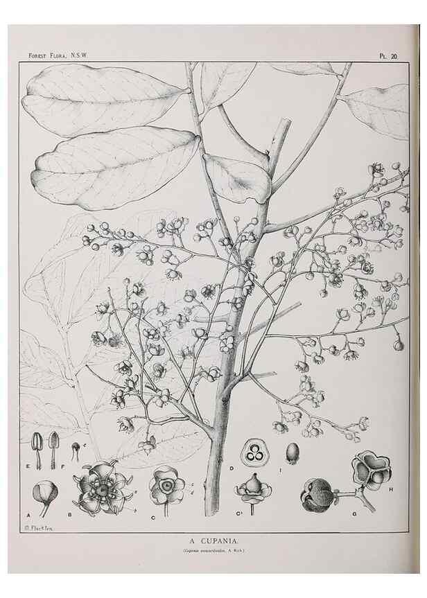 Reproducción/Reproduction 46016227015: The forest flora of New South Wales /. Sydney :W. A. Gullick,1902-1925.. 