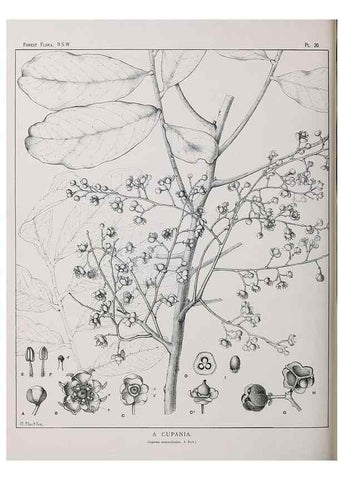 Reproducción/Reproduction 46016227015: The forest flora of New South Wales /. Sydney :W. A. Gullick,1902-1925.. 