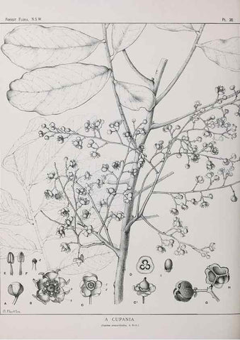 Reproducción/Reproduction 46016227015: The forest flora of New South Wales /. Sydney :W. A. Gullick,1902-1925.. 