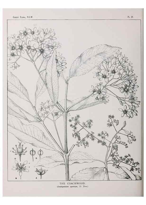 Reproducción/Reproduction 33054797128: The forest flora of New South Wales /. Sydney :W. A. Gullick,1902-1925.. 