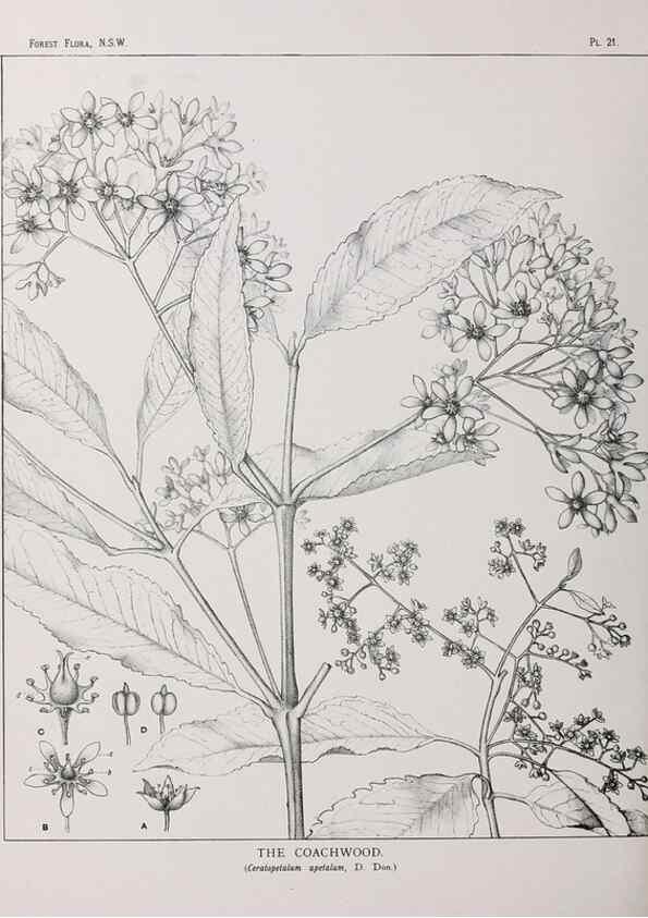 Reproducción/Reproduction 33054797128: The forest flora of New South Wales /. Sydney :W. A. Gullick,1902-1925.. 