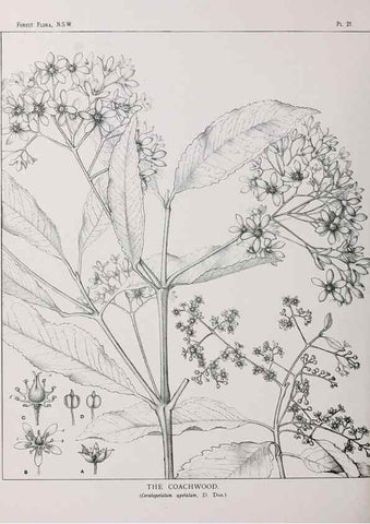 Reproducción/Reproduction 33054797128: The forest flora of New South Wales /. Sydney :W. A. Gullick,1902-1925.. 