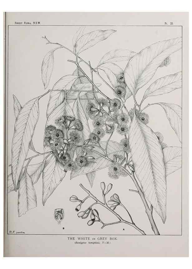 Reproducción/Reproduction 39965723163: The forest flora of New South Wales /. Sydney :W. A. Gullick,1902-1925.. 