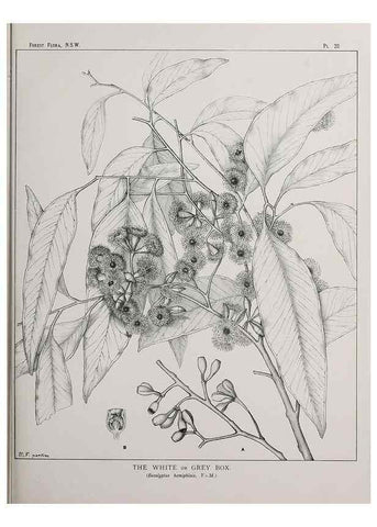 Reproducción/Reproduction 39965723163: The forest flora of New South Wales /. Sydney :W. A. Gullick,1902-1925.. 