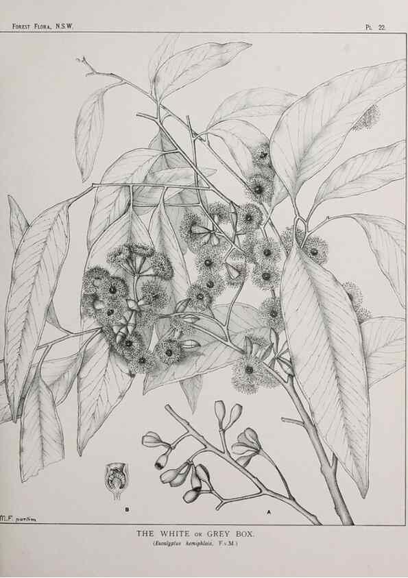 Reproducción/Reproduction 39965723163: The forest flora of New South Wales /. Sydney :W. A. Gullick,1902-1925.. 