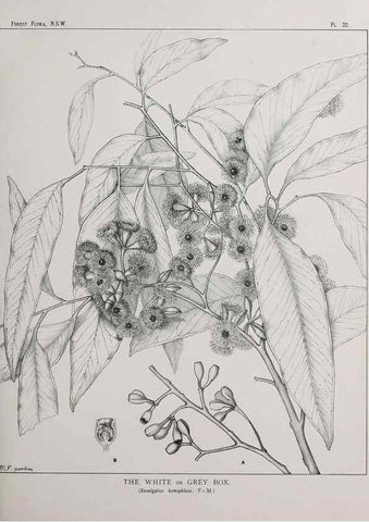 Reproducción/Reproduction 39965723163: The forest flora of New South Wales /. Sydney :W. A. Gullick,1902-1925.. 