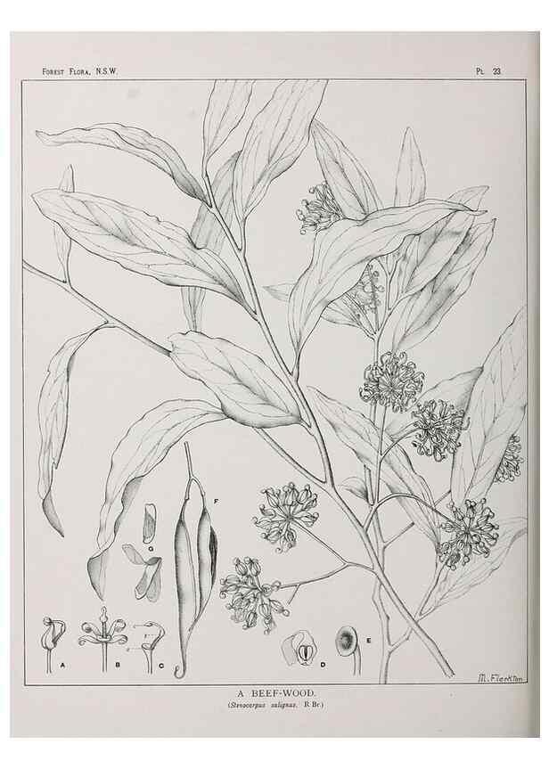 Reproducción/Reproduction 46205563204: The forest flora of New South Wales /. Sydney :W. A. Gullick,1902-1925.. 