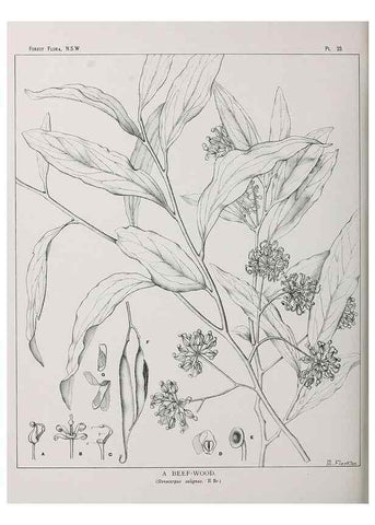 Reproducción/Reproduction 46205563204: The forest flora of New South Wales /. Sydney :W. A. Gullick,1902-1925.. 