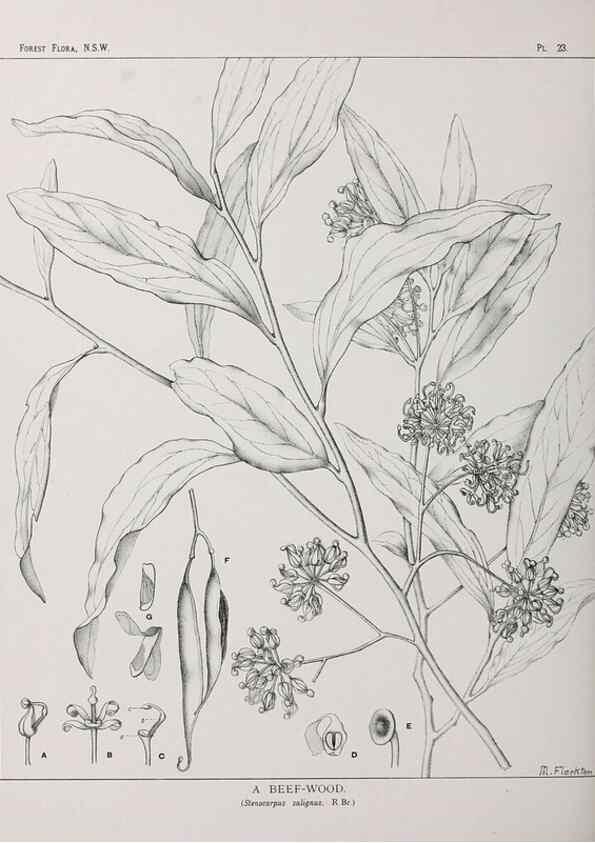 Reproducción/Reproduction 46205563204: The forest flora of New South Wales /. Sydney :W. A. Gullick,1902-1925.. 