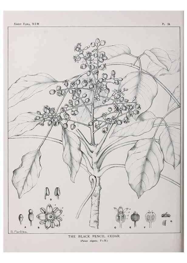 Reproducción/Reproduction 46878093512: The forest flora of New South Wales /. Sydney :W. A. Gullick,1902-1925.. 