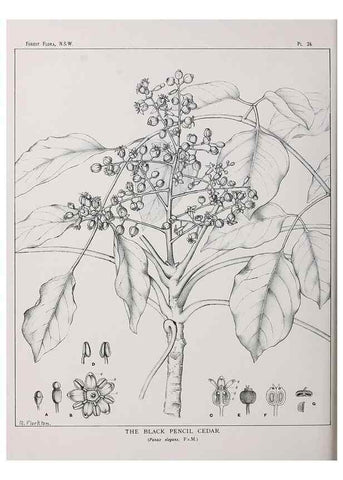 Reproducción/Reproduction 46878093512: The forest flora of New South Wales /. Sydney :W. A. Gullick,1902-1925.. 