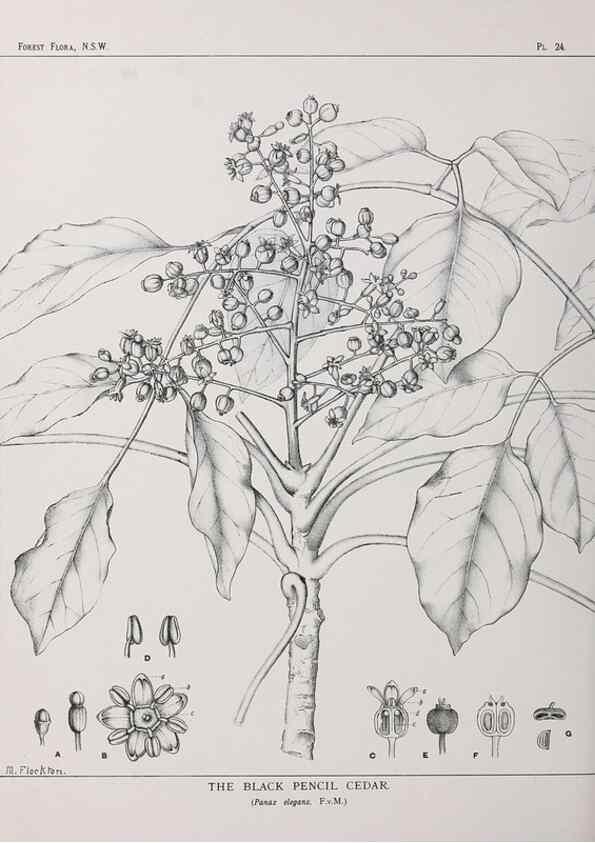 Reproducción/Reproduction 46878093512: The forest flora of New South Wales /. Sydney :W. A. Gullick,1902-1925.. 