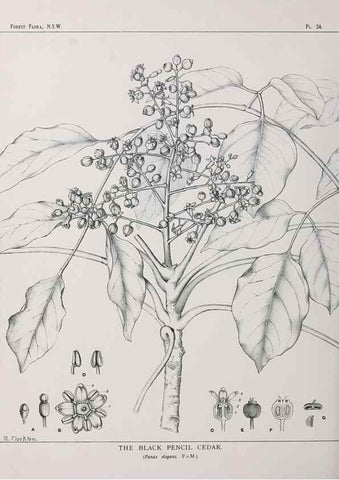Reproducción/Reproduction 46878093512: The forest flora of New South Wales /. Sydney :W. A. Gullick,1902-1925.. 