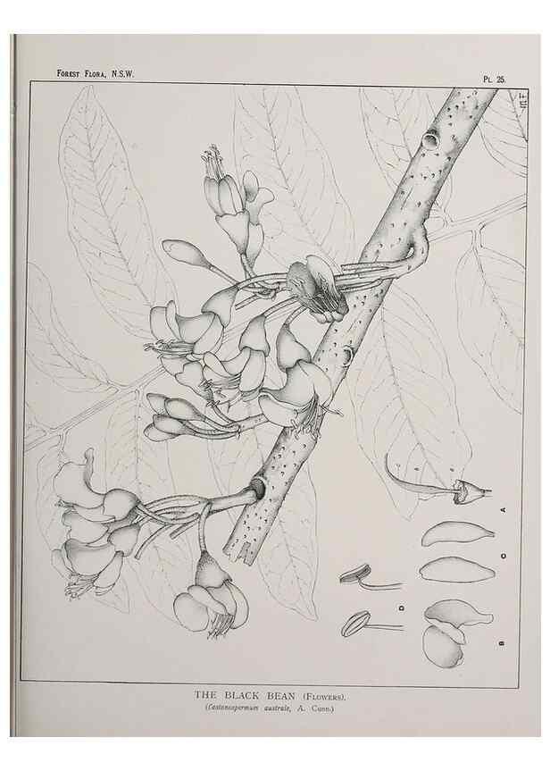 Reproducción/Reproduction 39965726743: The forest flora of New South Wales /. Sydney :W. A. Gullick,1902-1925.. 