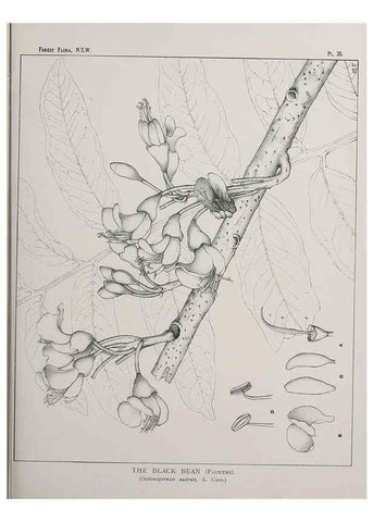 Reproducción/Reproduction 39965726743: The forest flora of New South Wales /. Sydney :W. A. Gullick,1902-1925.. 