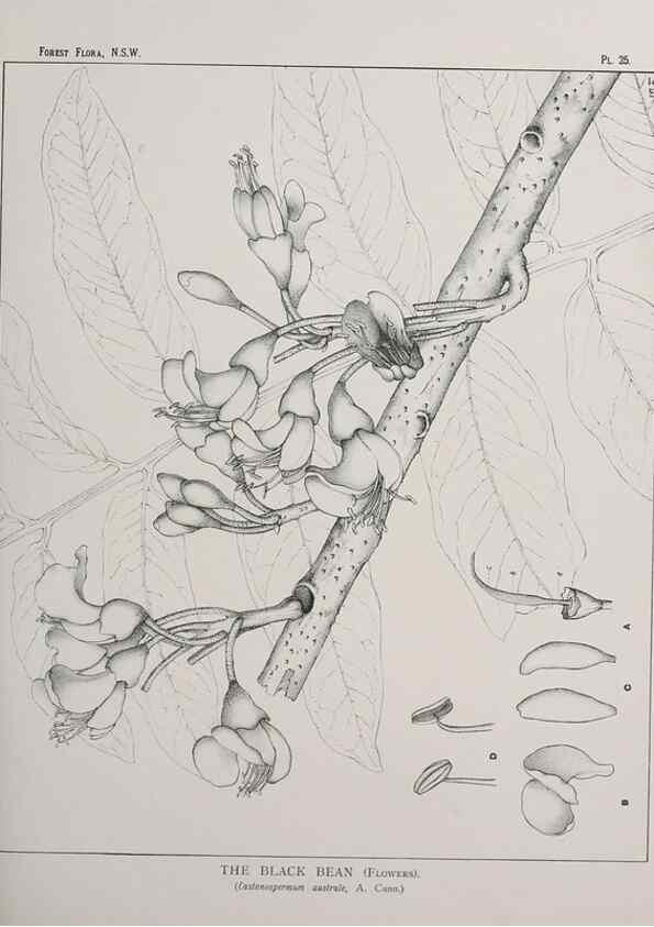 Reproducción/Reproduction 39965726743: The forest flora of New South Wales /. Sydney :W. A. Gullick,1902-1925.. 