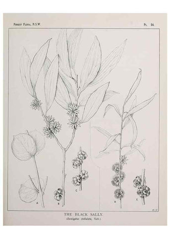Reproducción/Reproduction 39965816923: The forest flora of New South Wales /. Sydney :W. A. Gullick,1902-1925.. 