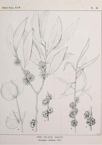 Reproducción/Reproduction 39965816923: The forest flora of New South Wales /. Sydney :W. A. Gullick,1902-1925.. 