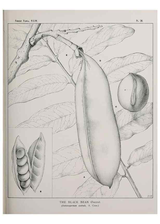Reproducción/Reproduction 46016233725: The forest flora of New South Wales /. Sydney :W. A. Gullick,1902-1925.. 