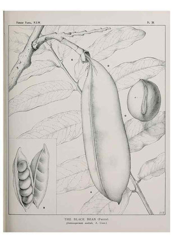 Reproducción/Reproduction 46016233725: The forest flora of New South Wales /. Sydney :W. A. Gullick,1902-1925.. 
