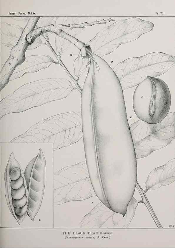 Reproducción/Reproduction 46016233725: The forest flora of New South Wales /. Sydney :W. A. Gullick,1902-1925.. 