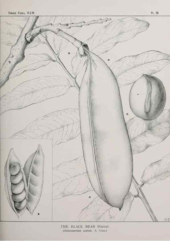 Reproducción/Reproduction 46016233725: The forest flora of New South Wales /. Sydney :W. A. Gullick,1902-1925.. 