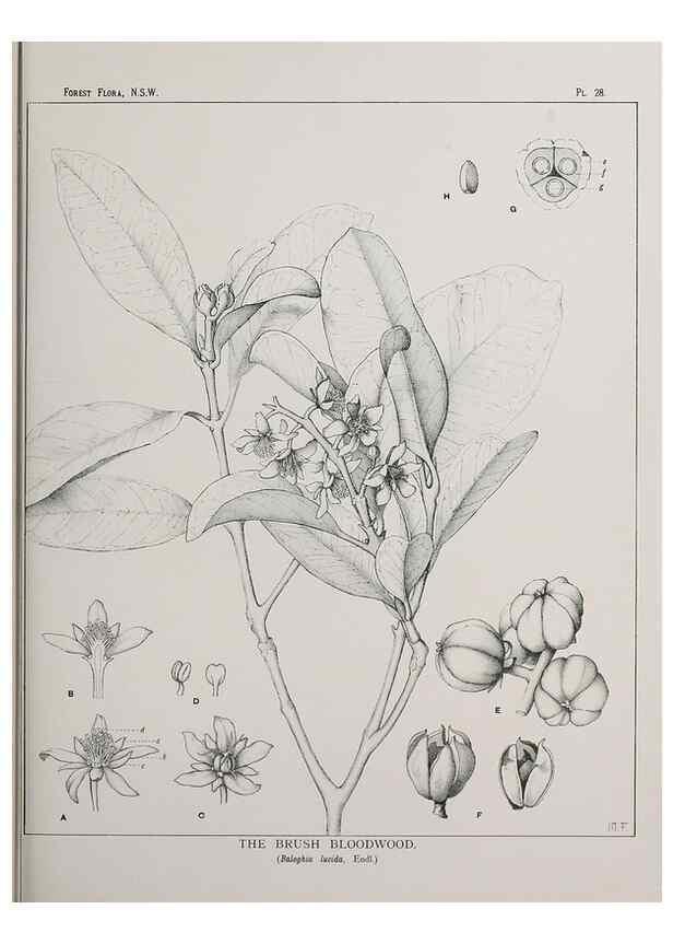 Reproducción/Reproduction 46016235195: The forest flora of New South Wales /. Sydney :W. A. Gullick,1902-1925.. 