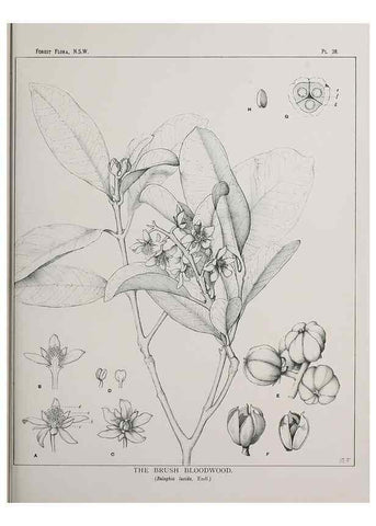 Reproducción/Reproduction 46016235195: The forest flora of New South Wales /. Sydney :W. A. Gullick,1902-1925.. 