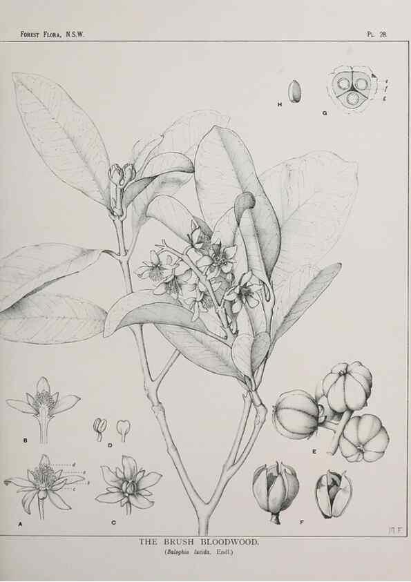 Reproducción/Reproduction 46016235195: The forest flora of New South Wales /. Sydney :W. A. Gullick,1902-1925.. 