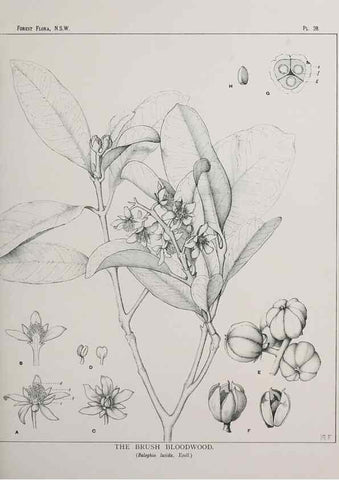 Reproducción/Reproduction 46016235195: The forest flora of New South Wales /. Sydney :W. A. Gullick,1902-1925.. 