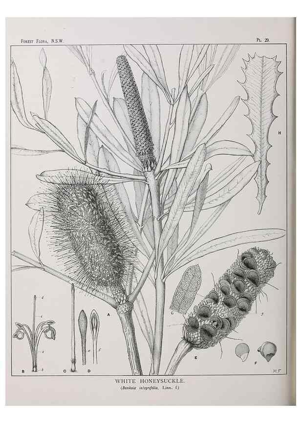 Reproducción/Reproduction 33054805798: The forest flora of New South Wales /. Sydney :W. A. Gullick,1902-1925.. 
