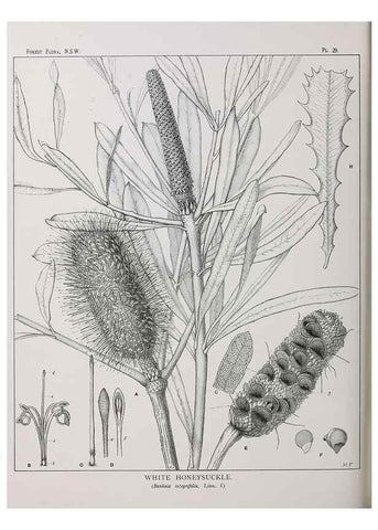 Reproducción/Reproduction 33054805798: The forest flora of New South Wales /. Sydney :W. A. Gullick,1902-1925.. 