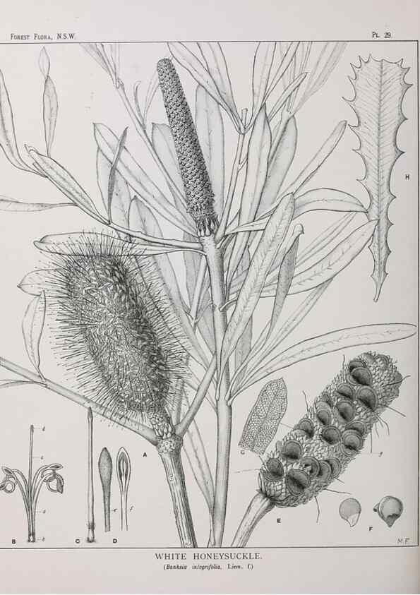 Reproducción/Reproduction 33054805798: The forest flora of New South Wales /. Sydney :W. A. Gullick,1902-1925.. 