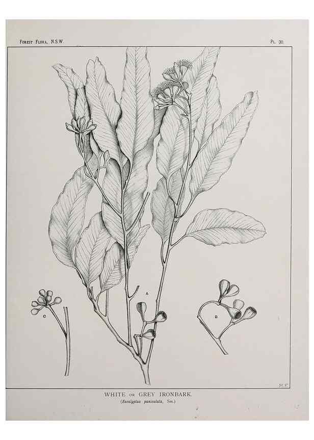 Reproducción/Reproduction 46016236515: The forest flora of New South Wales /. Sydney :W. A. Gullick,1902-1925.. 