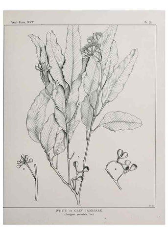 Reproducción/Reproduction 46016236515: The forest flora of New South Wales /. Sydney :W. A. Gullick,1902-1925.. 