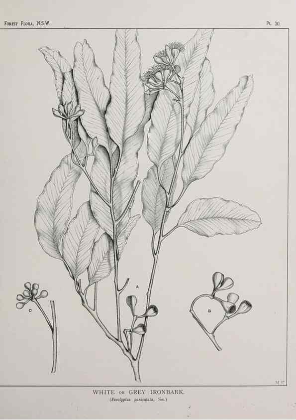 Reproducción/Reproduction 46016236515: The forest flora of New South Wales /. Sydney :W. A. Gullick,1902-1925.. 