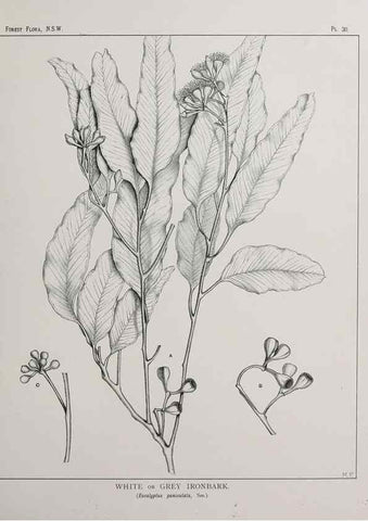 Reproducción/Reproduction 46016236515: The forest flora of New South Wales /. Sydney :W. A. Gullick,1902-1925.. 