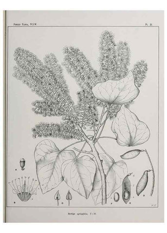 Reproducción/Reproduction 46205573354: The forest flora of New South Wales /. Sydney :W. A. Gullick,1902-1925.. 