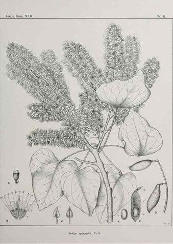 Reproducción/Reproduction 46205573354: The forest flora of New South Wales /. Sydney :W. A. Gullick,1902-1925.. 