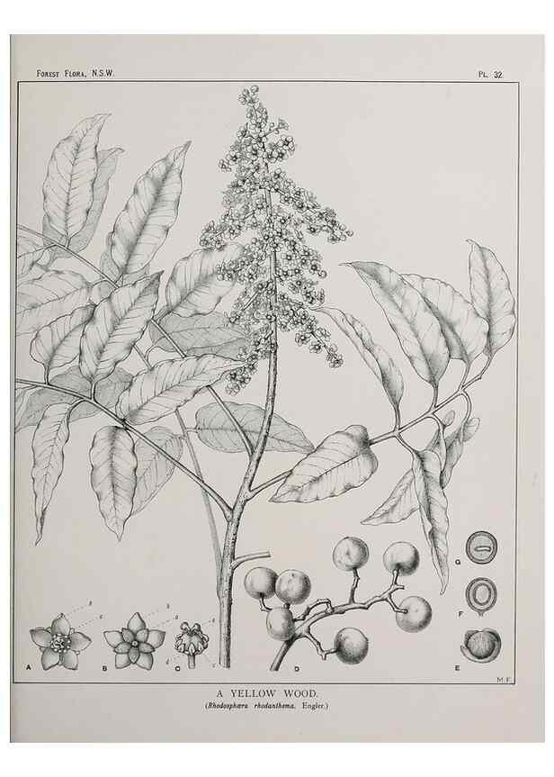 Reproducción/Reproduction 46878097022: The forest flora of New South Wales /. Sydney :W. A. Gullick,1902-1925.. 
